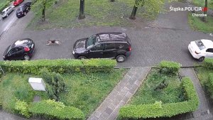 samochody stojące przed blokiem i biegnący pies