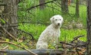 Pies Bajka w lesie