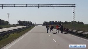 Policjanci eskortują konie na autostradzie