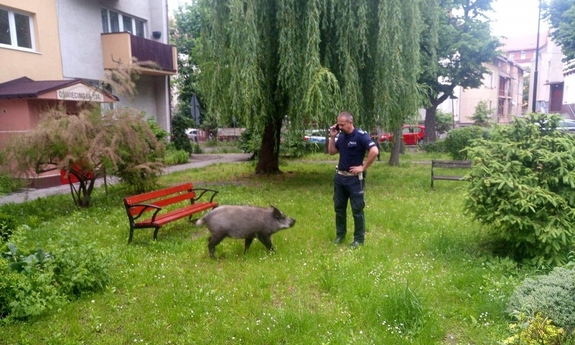 policjant i dzik