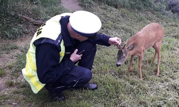 Policjant z jelonkiem