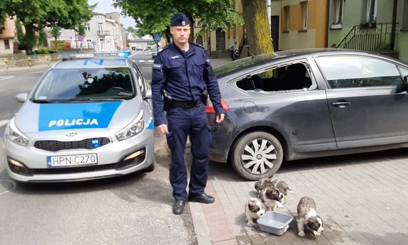 policjant stoi przy oswobodzonych z zamkniętego auta szczeniakach. Z boku policyjny radiowóz i auto z wybitą szybą