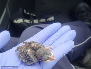 Na zdjęciach widzimy zwierzęta, którym funkcjonariusze udzielili pomocy. Pisklaka, który wypadł z gniazda oraz jeżykowi, który chciał przejść przez jezdnię.