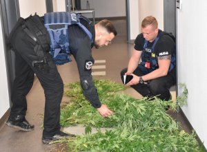 policjanci i zabezpieczone krzewy konopi
