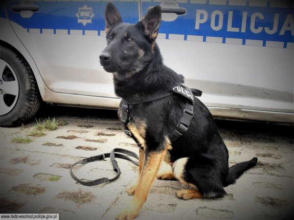 policyjny pies służący w łódzkiej Policji