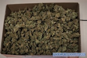 Zabezpieczony susz roślinny — marihuana