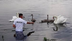 &quot;policjant stojący w wodzie próbuje zbliżyć się do rannego łabędzia