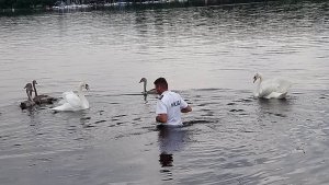 policjant stojący w wodzie próbuje zbliżyć się do rannego łabędzia