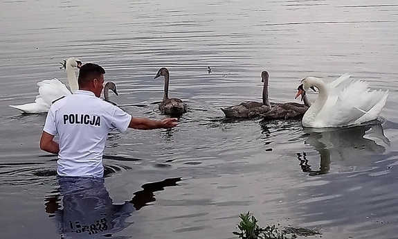 policjant stojący w wodzie próbuje zbliżyć się do rannego łabędzia