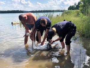 policjanci pomagają uwolnić się łabędziowi