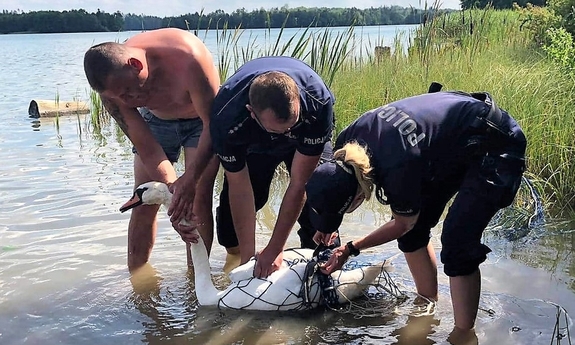 policjanci pomagają uwolnić się łabędziowi