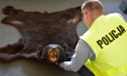 policjant i zabezpieczona skóra niedźwiedzia