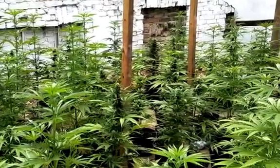 plantacja konopi indyjskiej