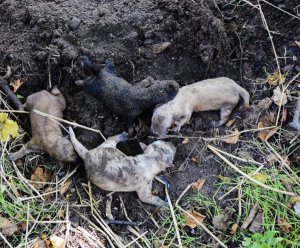 Na zdjęciu widzimy szczeniaki, które zostały uratowane po tym jak właścicielka zakopała je w ziemi