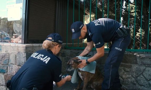 na zdjęciu widzimy psa, którego uratowali z upału przybyli na miejsce policjanci