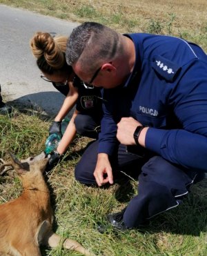 policjant i strażniczka miejska z koziołkiem