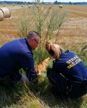 policjant i strażniczka miejska z koziołkiem