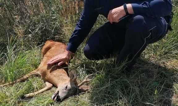 policjant z koziołkiem