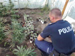 policjant podczas oględzin miejsca znalezienia plantacji konopi