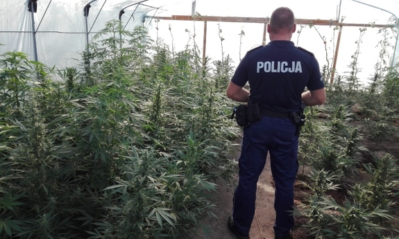 policjant w foliowym tunelu gdzie rosły konopie
