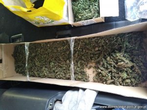 marihuana w kartonie