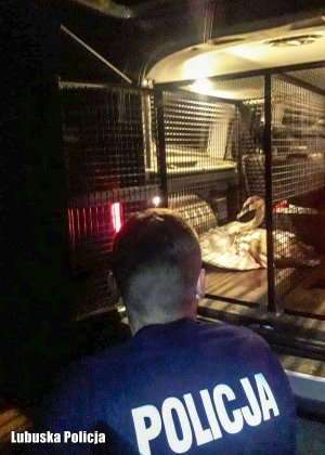 Policjant kucający przy klatce, w której znajduje się ranny łabędź.
