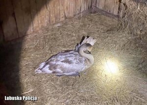 Ranny łabędź w ośrodku rehabilitacji dla zwierząt.