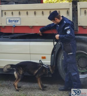 policjant z psem w trakcie szkolenia