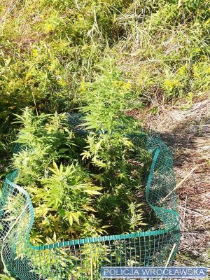 Krzewy zabezpieczonej plantacji marihuany.