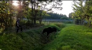 Policjant przecina siatkę i pomaga wydostać się łosiowi z zaplątania&quot;&gt;