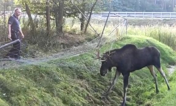 Policjant z KPP Białobrzegi pomaga wydostać się łosiowi z siatki, w którą się zaplątał