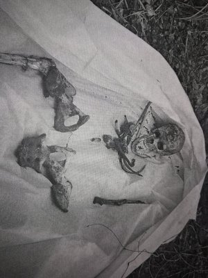 szczątki ludzkie znalezione w lesie