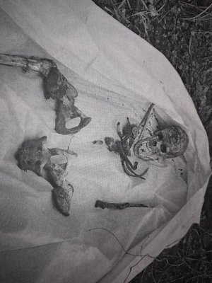 szczątki ludzkie znalezione w lesie