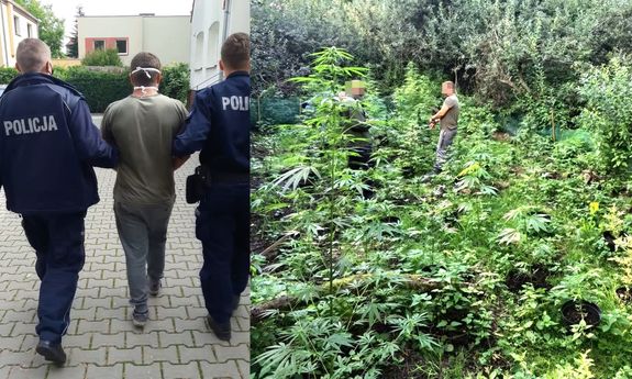 dwa obrazki: na jednym po lewej dwaj policjanci prowadzą zatrzymanego, po prawej policjanci stoją na polu marihuany