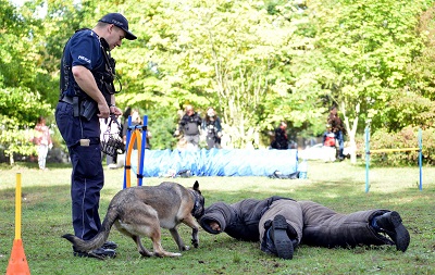 policyjny pies Izi obwąchuje pozoranta, który leży na ziemi. Nad nimi stoi umundurowany policjant - przewodnik psa