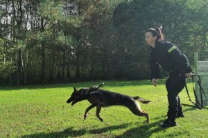 Policjantka po wydaniu polecenia puszcza psa w kierunku pozoranta