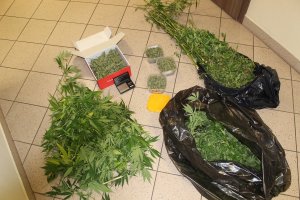 Zabezpieczone rośliny konopi i susz marihuany