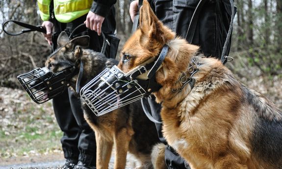 policyjne psy stoją przy policjantach