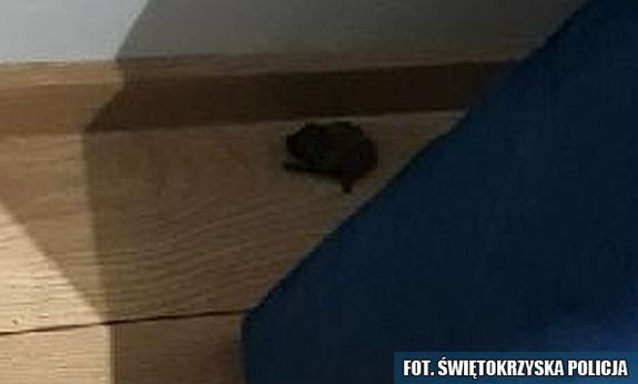 nietoperz w mieszkaniu