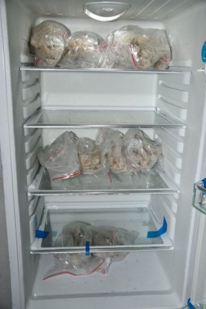 narkotyki przechowywane w lodówce w foliowych woreczkach