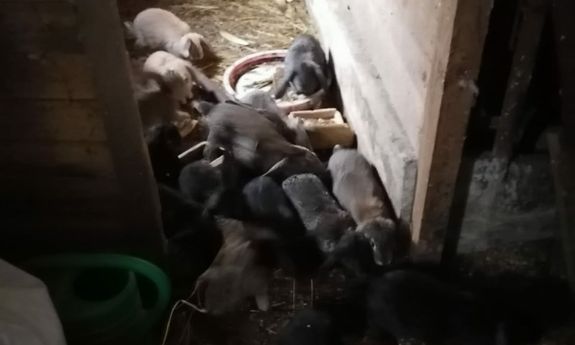 Na zdjęciu odzyskane ponad dwadzieścia królików.