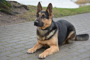 policyjny pies Szarik