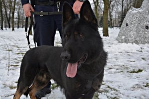 policyjny pies służbowy z policjantem