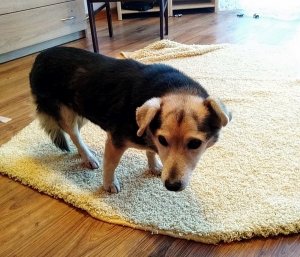 Uratowany pies stoi na dywanie