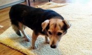 Uratowany pies stoi na dywanie