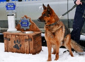 pies na smyczy trzymanej przez policjanta, po prawej stronie drewniana skrzynia, na której stoi trofeum