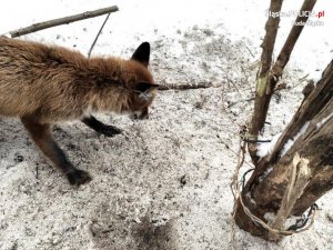 zdjęcie kolorowe - lis we wnykach przy pniu drzewa