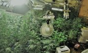 plantacja konopi - krzewy w doniczkach oraz specjalistyczne oświetlenie, wentylatory, nawilżacze powietrza i grzejniki kwarcowe