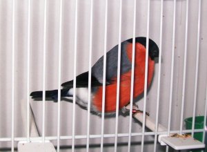 Zdjęcie przedstawia gila - ptaka objętego ścisłą ochroną gatunkową, zamkniętego w klatce