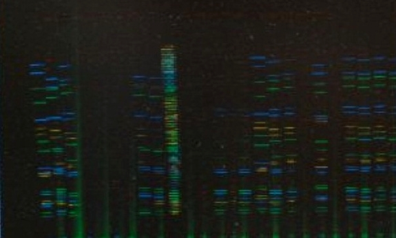 profil DNA porównanie na ekranie komputera